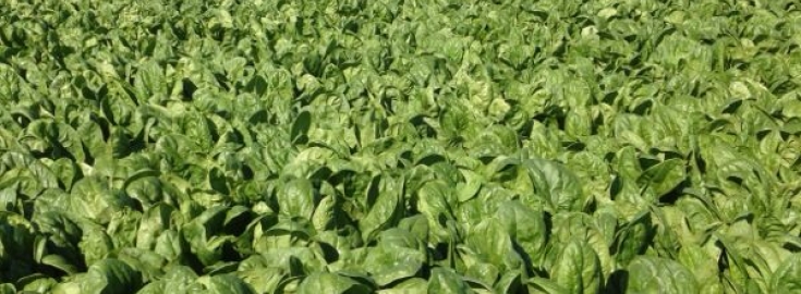 Noticia de prueba de Agroturrado